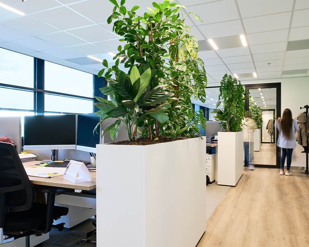 Kantoorbeplanting
